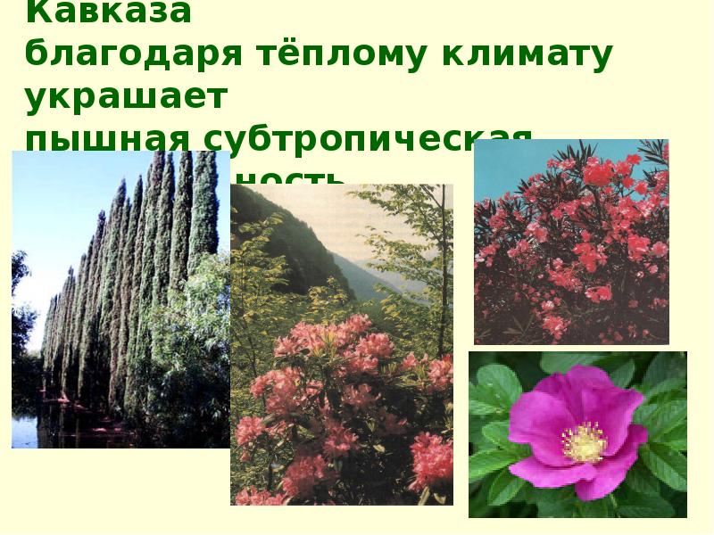 Растения краснодарского края фото и описание. Растения субтропиков Краснодарского края. Растения субтропиков Черноморского побережья. Растения субтропиков Черноморского побережья Краснодарского. Животный мир растений субтропической зоны Краснодарского края.