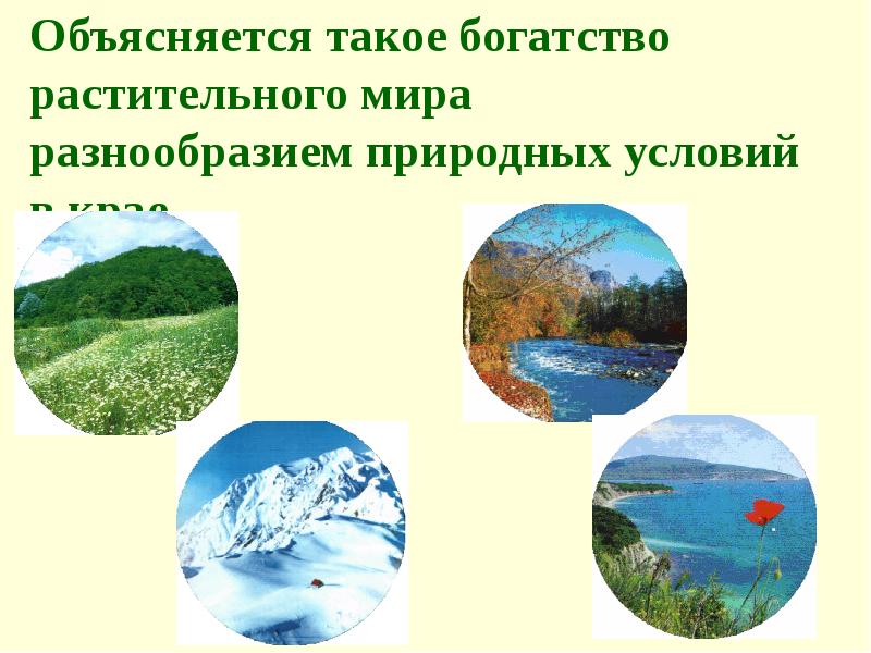 Объясняется такое богатство растительного мира разнообразием природных условий в