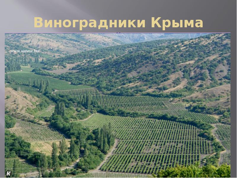 Карта виноградников в крыму