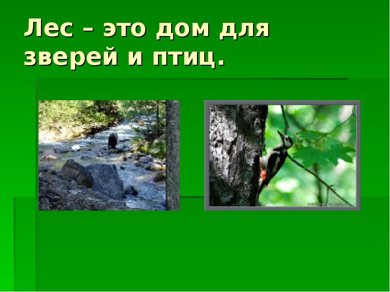 Лес 2 класс окружающий мир. Лес наше богатство 2 класса. Богатства отданные людям лес. Лес наш друг проект для 1 класса. Лес наш дом.