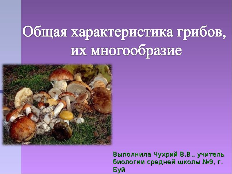 Особенности грибов в природе. Общая характеристика грибов. Общая характеристика гр бов. Разнообразие грибов. Грибы характеристика.