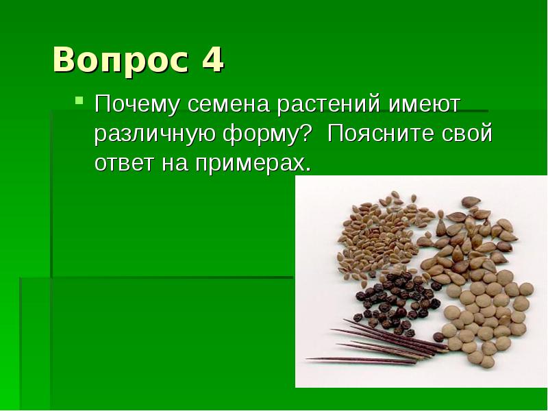 Имеют разные формы и. Викторина про семена. Семена имеют. Викторина семечки. Почему семена.