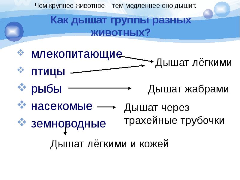 Презентация дыхание 3 класс