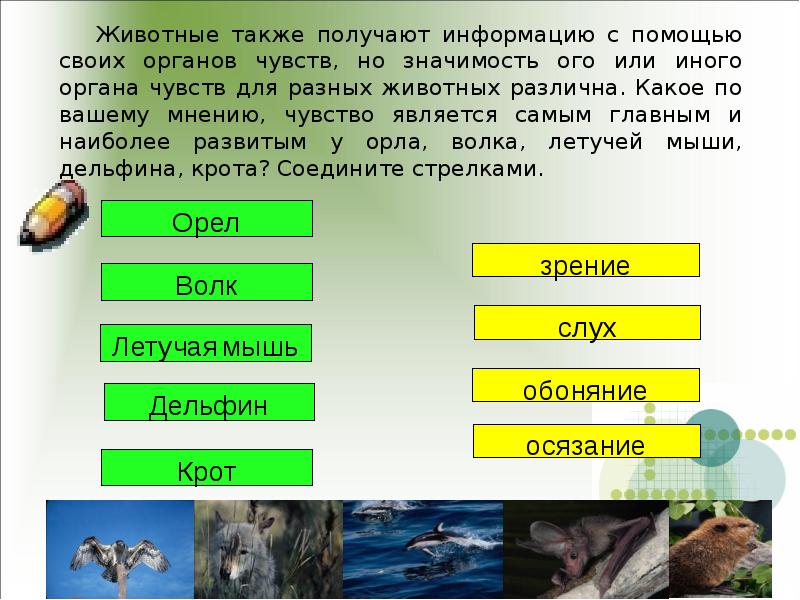 Также получена информация. Органы чувств животных. Животные также получают информацию с помощью своих органов чувств. Получение информации у животных. Животные с хорошими органами чувств.