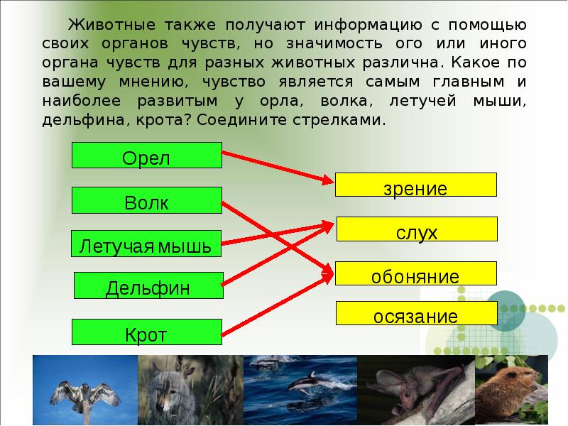 Презентация животный мир 7 класс по информатике