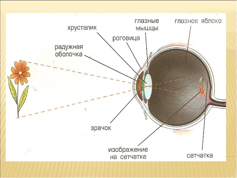 Схема прохождения света через глаз