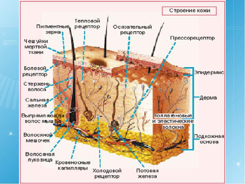 Строение кожи фото