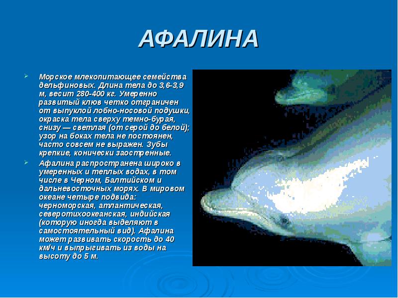 Презентация черноморская афалина