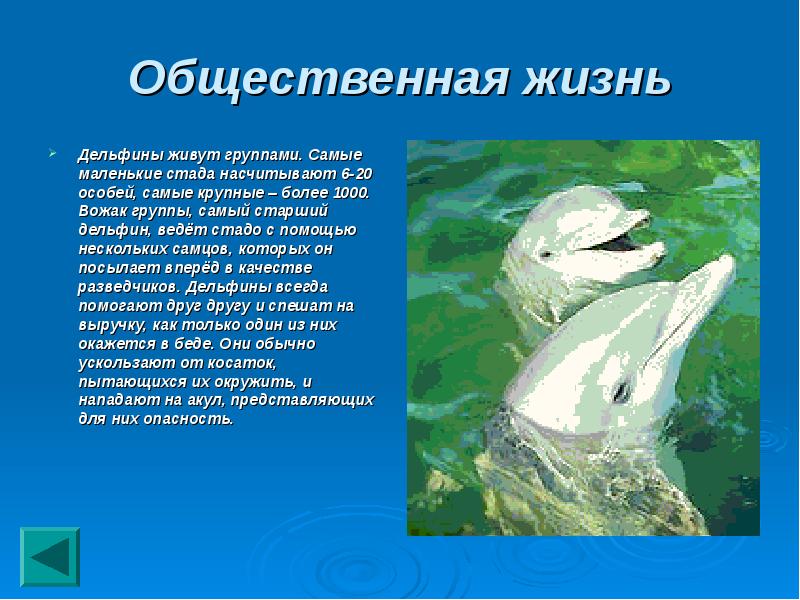 20 особей. Дельфин доклад 2 класс. Сообщение про дельфина 2 класс. Маленькая история о дельфине. Презентация группы Дельфин.