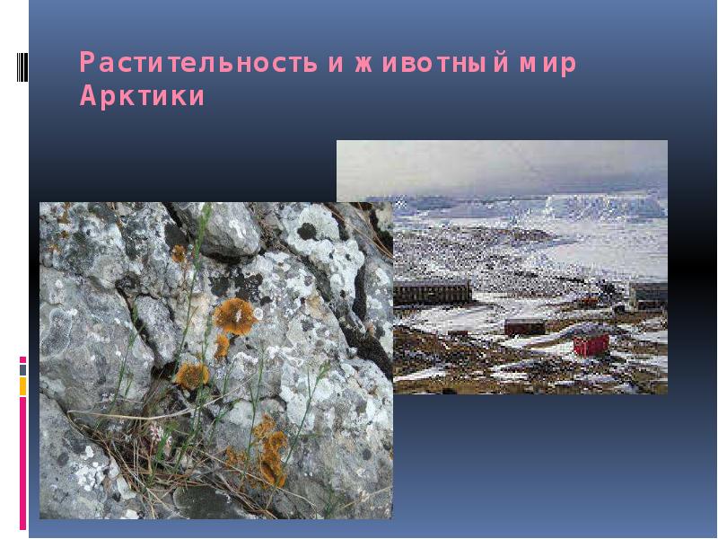 Растительность и животный мир  Арктики