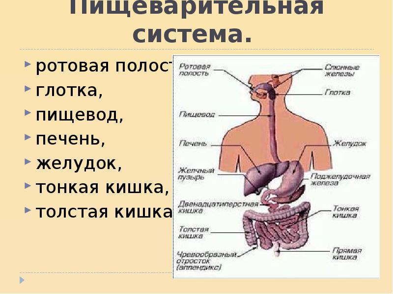 Органы пищеварения человека в картинках с названиями для дошкольников