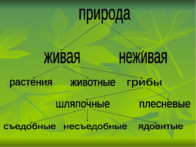 Гриб живой или неживой. Грибы это Живая или неживая природа. Живая неживая растения … Животные … … …. Живая неживая природа грибы. Растения грибы Живая природа.