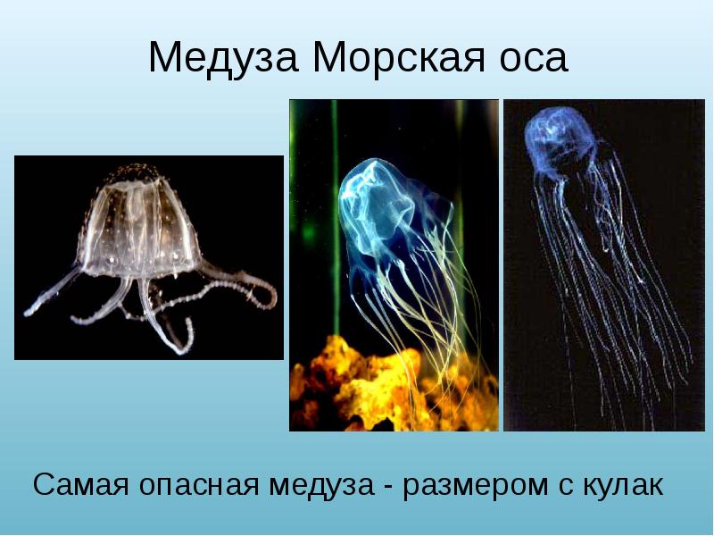 Медуза Морская оса Самая опасная медуза - размером с кулак
