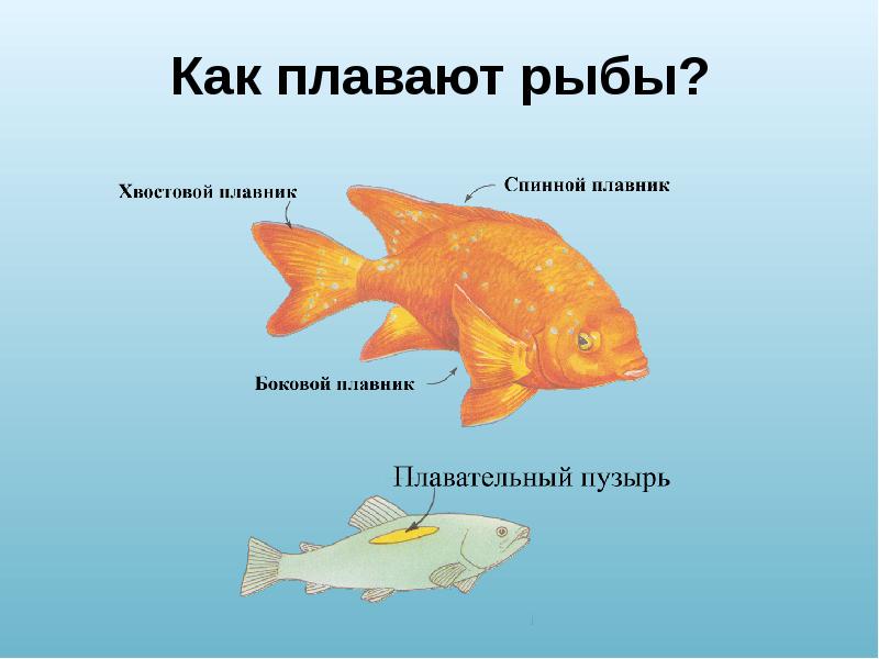 Как плавают рыбы?