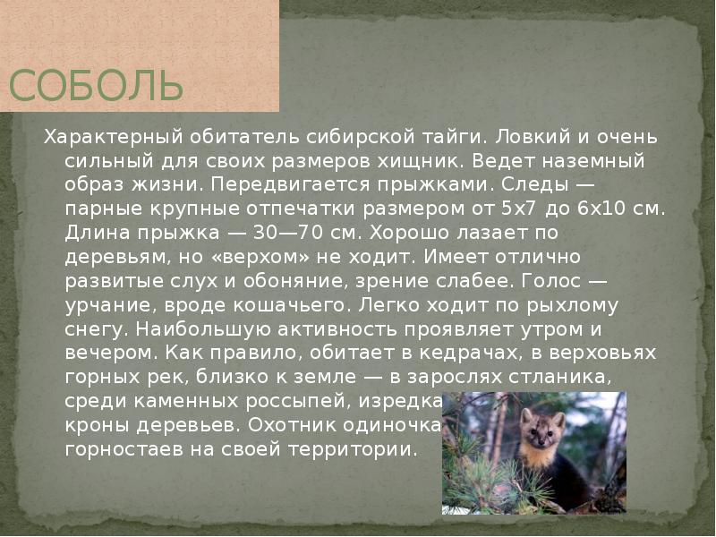 Рассказ про сибирь. Животные Сибири доклад. Сообщение о Соболе. Информация о животных тайги. Соболь доклад.