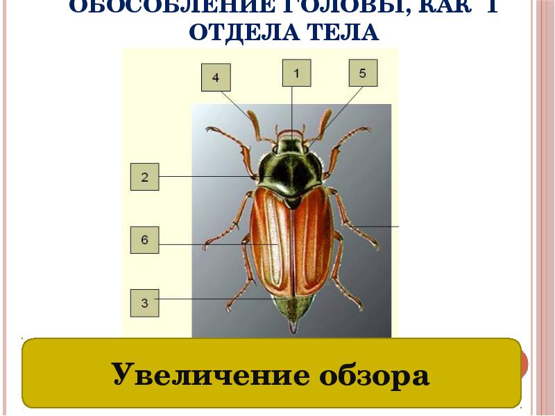 Биологический прогресс насекомых. Отделы тела насекомых. Отделы тела. Бронзурка сколько отделы тела.