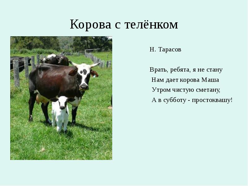 Презентация на тему корова