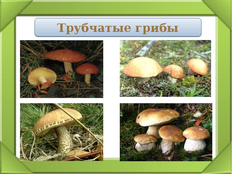 1 трубчатые грибы. Трубчатые грибы. Трубчатые грибы окружающий мир 4 класс. Грибы презентация 2 класс перспектива окружающий мир. Трубчатые грибы в июне на Урале.