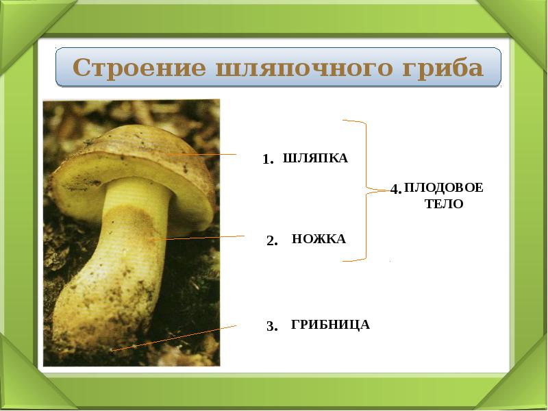 Три примера шляпочных грибов. Строение шляпочного гриба. Строение шляпочных грибов. Плодовое тело шляпочного гриба. Плодовое тело; шляпка; ножка; грибница;.