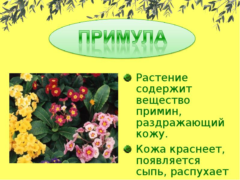 Цветок содержит. Растения прекрасные но опасные. Растения прекрасные но опасные 3 класс. Растения прекрасные но опасные сообщение. Растения прекрасные но опасные доклад.