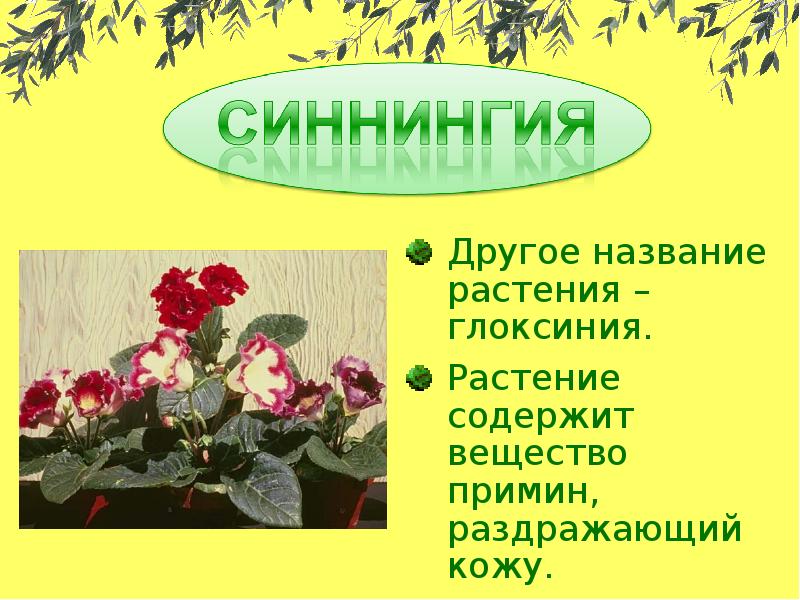 Цветок содержит. Примин растение. Имена растений. Презентация цветоводство глоксиния. Названия мероприятий о растениях.