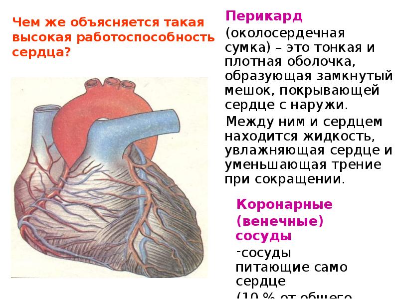 Чем объясняется. Строение сердца человека презентация. Работоспособность сердца. Работоспособность сердца объясняется. Вывод по строению сердца.