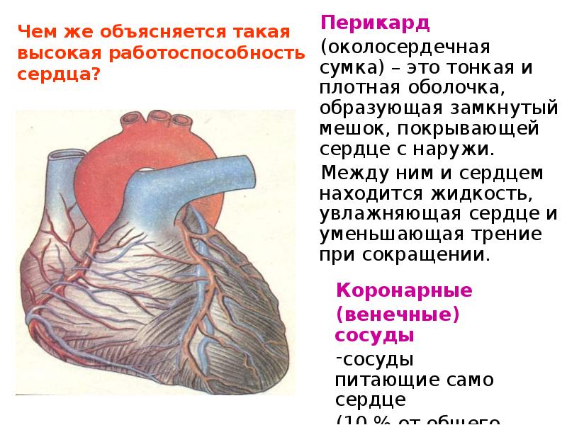 Околосердечная сумка. Строение сердца человека презентация. Работоспособность сердца. Работоспособность сердца объясняется. Вывод по строению сердца.