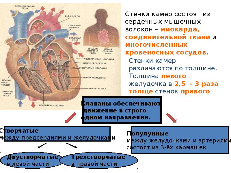 Наибольшую толщину имеет стенка камеры сердца. Сердечная мышца состоит из. Сердечная мышца состоит из волокон. Сердечная мышца состоит из ткани. Из какой мышечной ткани состоит сердце.