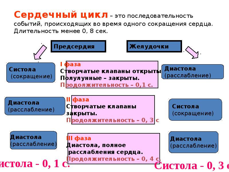 Последовательность сердечного цикла. Последовательность событий сердечного цикла. Сердечный цикл. Законы сокращения сердца.