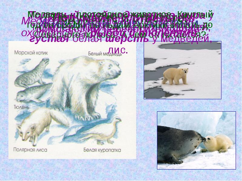Животный мир Арктики.