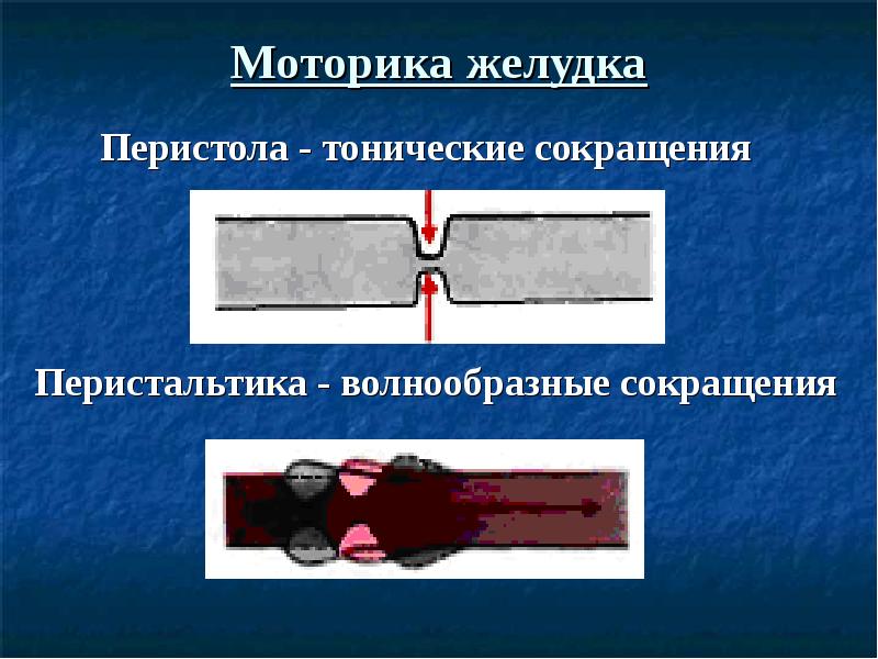 Моторика желудка. Перистальтика это волнообразное сокращение. Моторика желудка тонические сокращения. Моторика желудка перистальтика. Перистола и перистальтика.