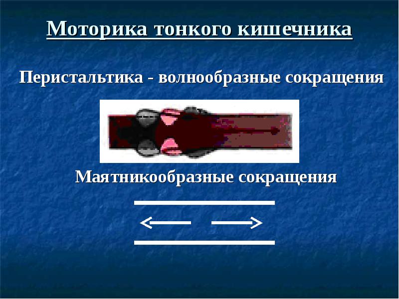 Перистальтика кишечника это. Перистальтика это волнообразное сокращение. Перистальтика тонкой кишки. Моторика тонкого кишечника. Перистальтика тонкого кишечника.