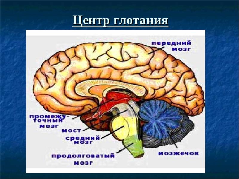 В центре мозга расположен. Пищеварительный центр регуляции пищеварения. Центр глотания расположен в мозге. Центр глотания находится в. Регуляция пищеварения мозг.