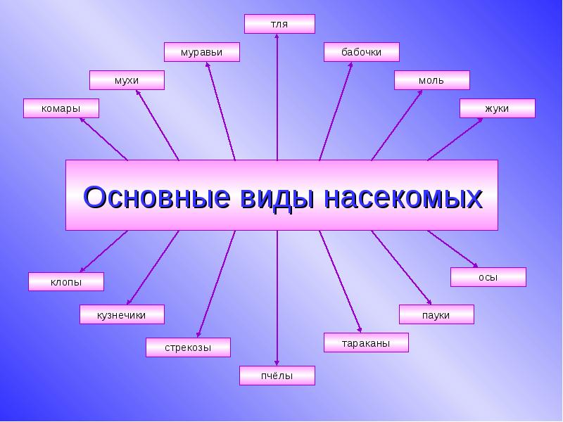 Систематика насекомых схема