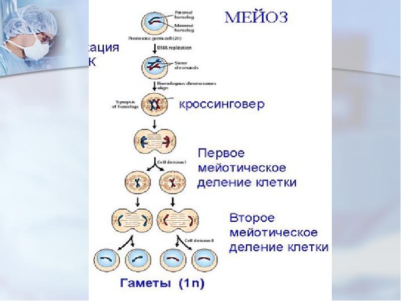 Мейоз 10 класс профильный уровень презентация