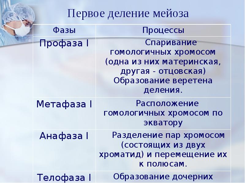 Урок по биологии 10 класс мейоз презентация