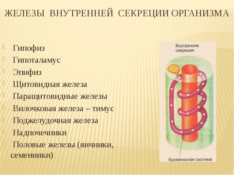 Железы внутренней секреции презентация 8. Секреция организма. 3 Железы внутренней секреции. Внутренняя секреция. Железы внутренней секреции презентация.