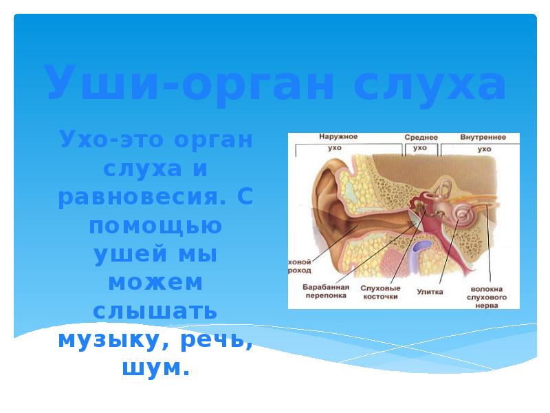 Презентация темы орган. Презентация на тему органы слуха. Уши орган слуха презентация. Слуховой орган чувств. Проект орган слуха.