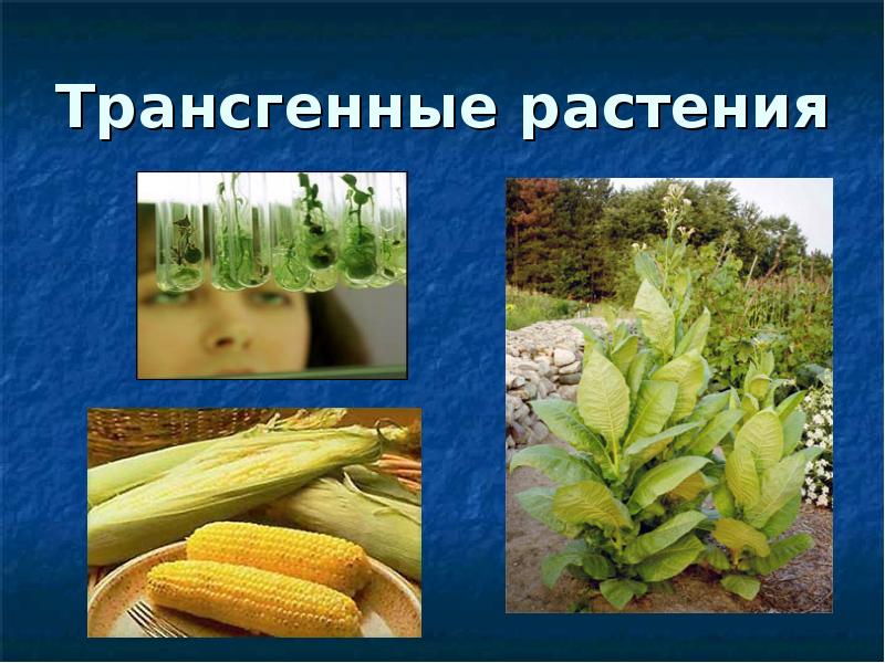 Трансгенные растения примеры картинки