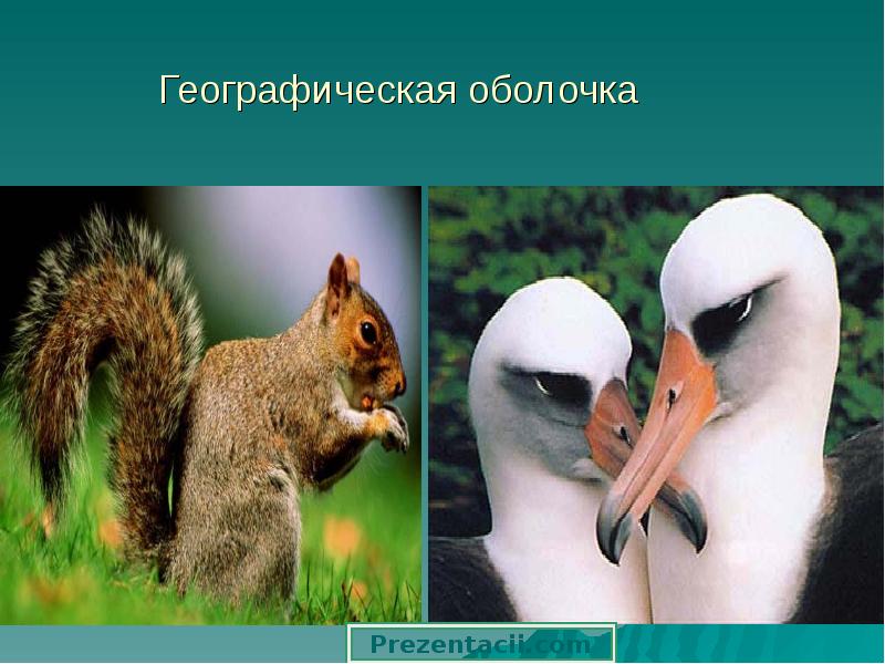 Географическая оболочка Географическая оболочка