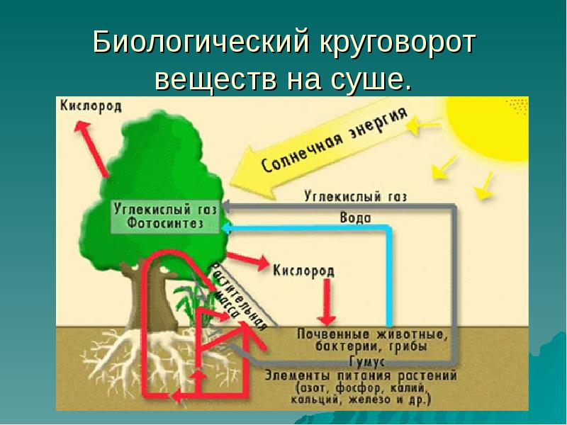 Биологический круговорот веществ на суше. Биологический круговорот веществ на суше.