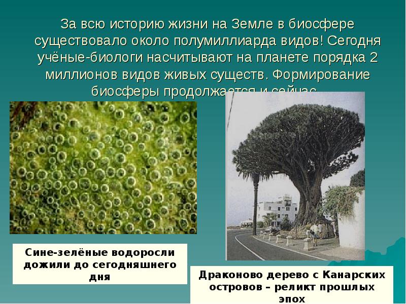 За всю историю жизни на Земле в биосфере существовало около полумиллиарда За всю историю жизни на Земле в биосфере существовало около полумиллиарда