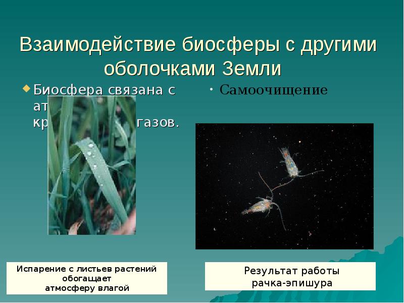 Схема биосферы связь биосферы с другими оболочками земли