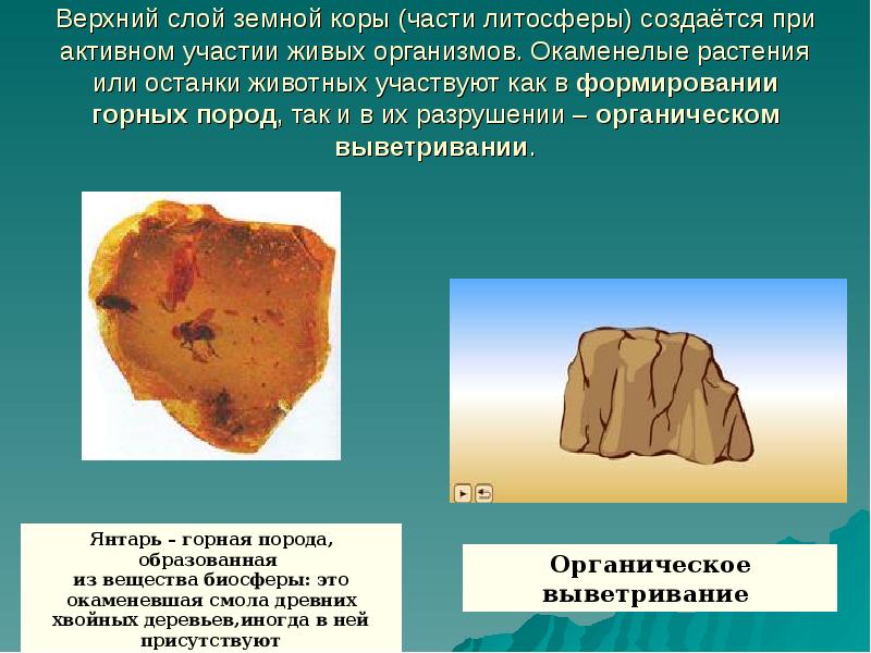 Верхний слой земной коры (части литосферы) создаётся при активном участии живых Верхний слой земной коры (части литосферы) создаётся при активном участии живых