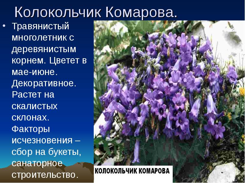 Колокольчик Комарова. Травянистый многолетник с деревянистым корнем. Цветет в мае-июне. Декоративное.
