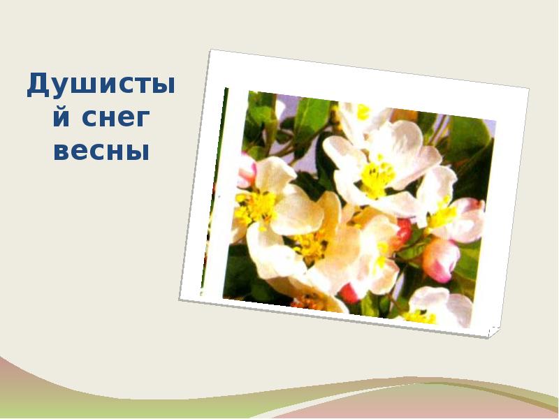 Душистый снег. Зимние цветы. Травинка под снегом. Трава под снегом. Заснеженная ветка.