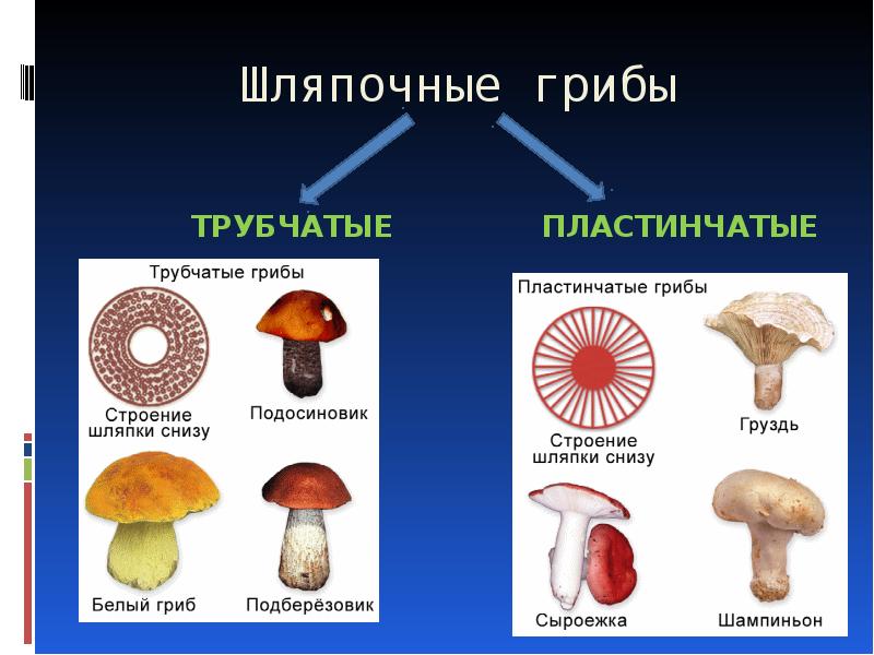 Строение трубчатого гриба рисунок схема