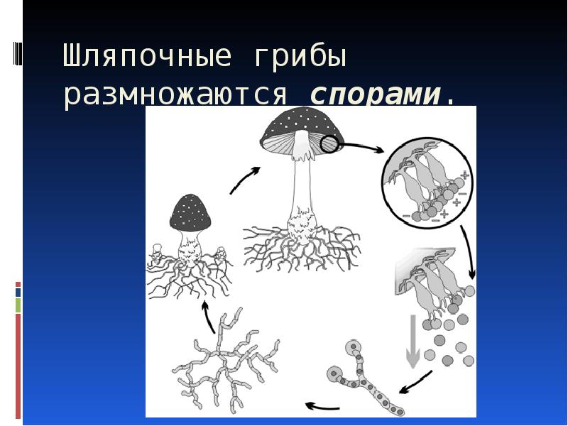 Что такое размножение спорами. Размножение грибов спорами схема. Размножение шляпочных грибов. Споры шляпочных грибов. Грибы размножаются спорами.