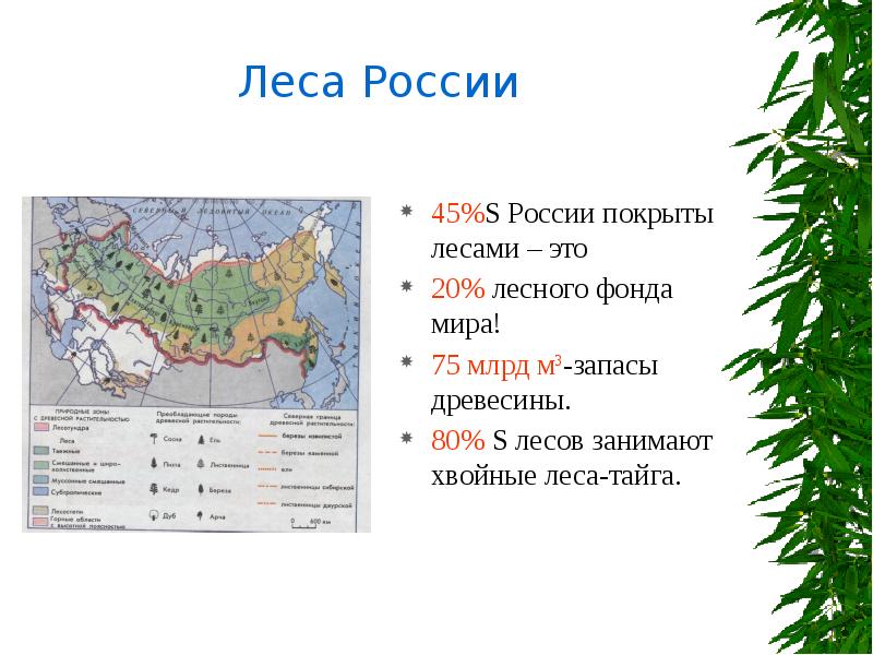 Какие леса занимают наибольшую. Зона хвойных лесов на карте России. Карта хвойных лесов мира. Хвойные леса на карте мира. Распространение хвойных лесов.