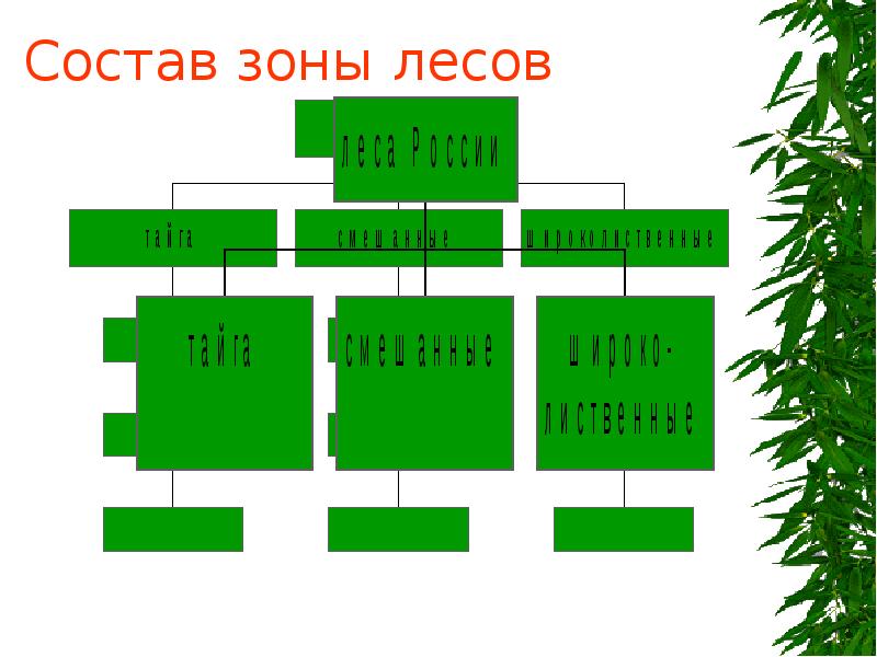 Зона состоит из. Лесная зона схема. Состав леса. Зона лесов России схема. Лесные зоны России схема.